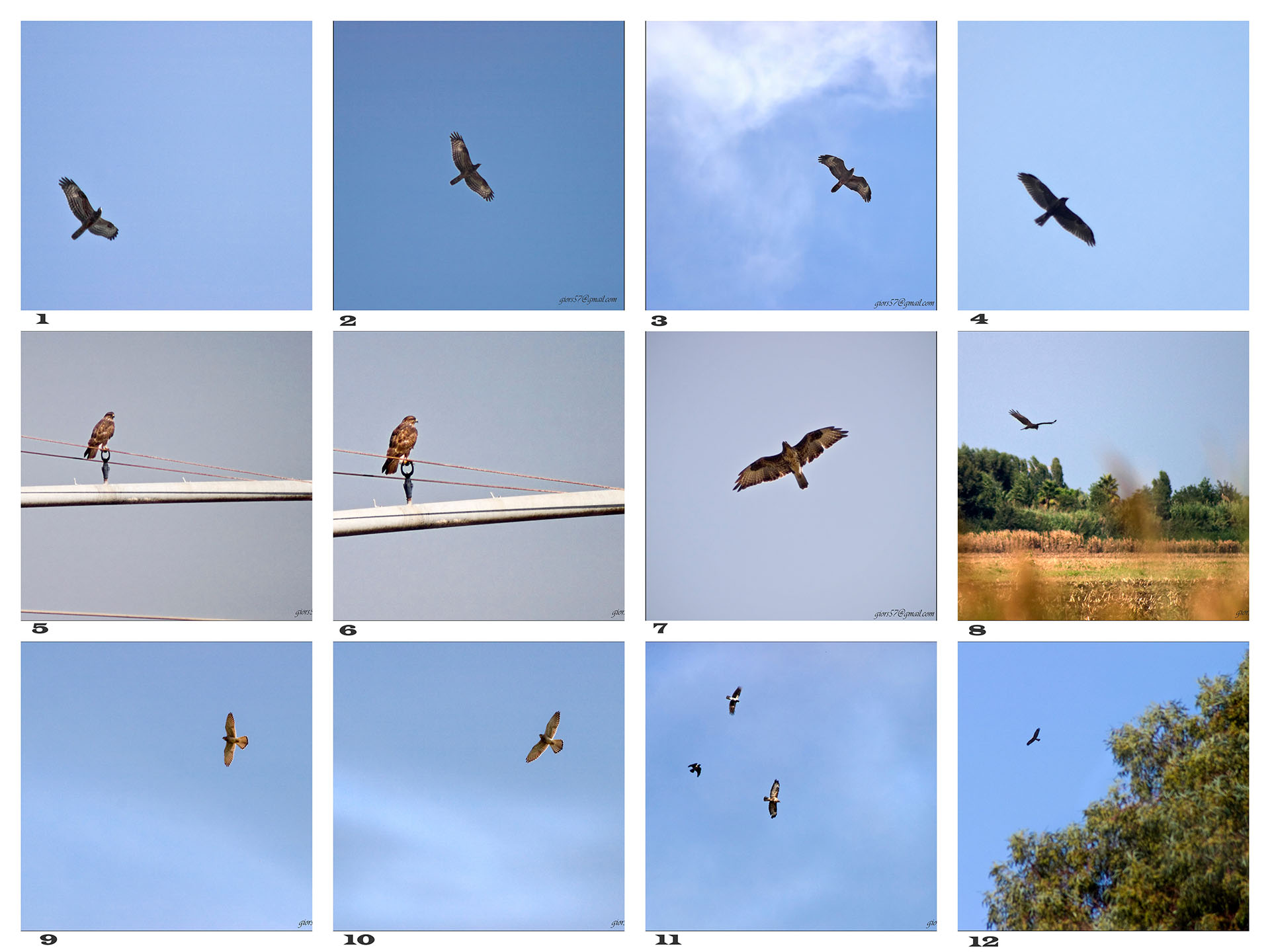 Aiuto identificazione rapaci